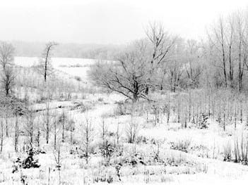 Riparian Plantation by Michael Johnson, Image 1.