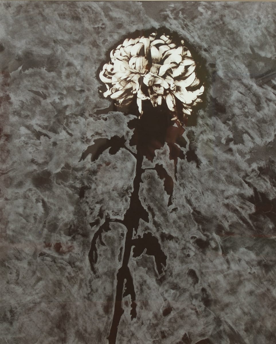 White Chrysanthemum #1 by Betty Hahn 