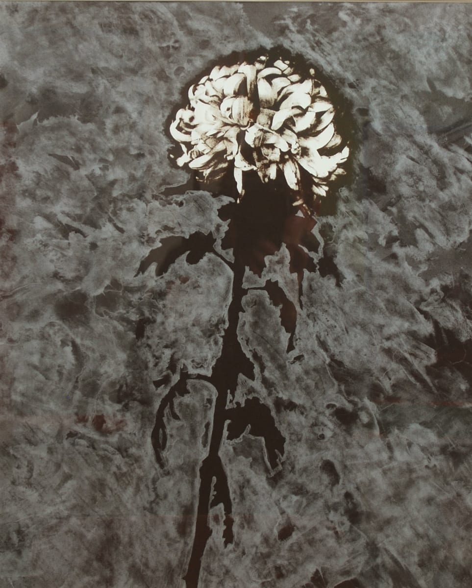 White Chrysanthemum #1 by Betty Hahn 
