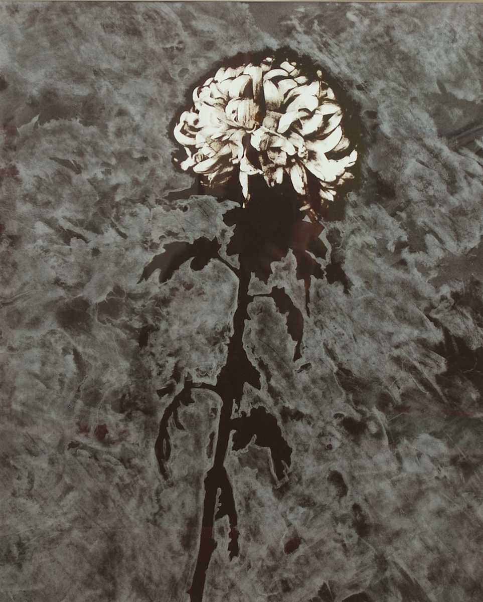 White Chrysanthemum #1 by Betty Hahn, Image 1.