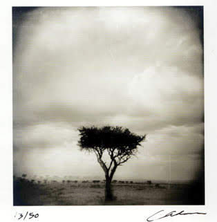 Acacia Tree, Africa by Corinne Adams 