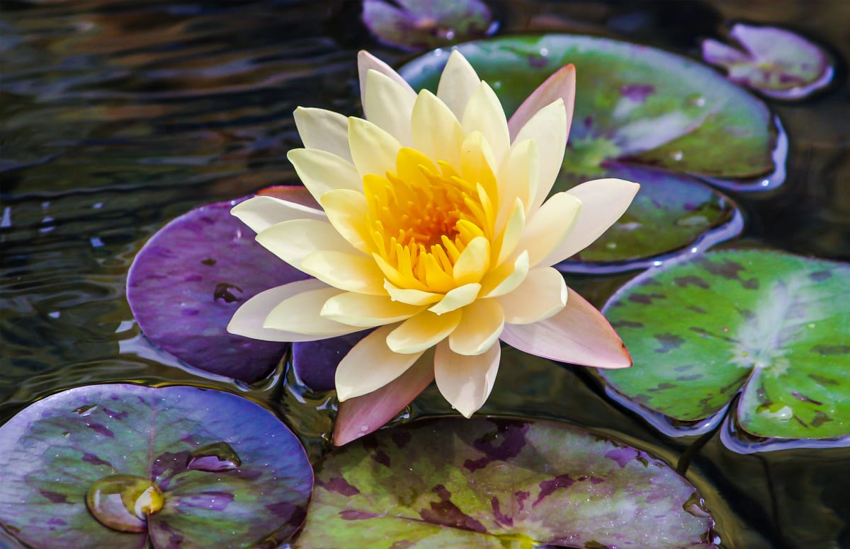 Yellow Lily and Pads by Pj Robins 