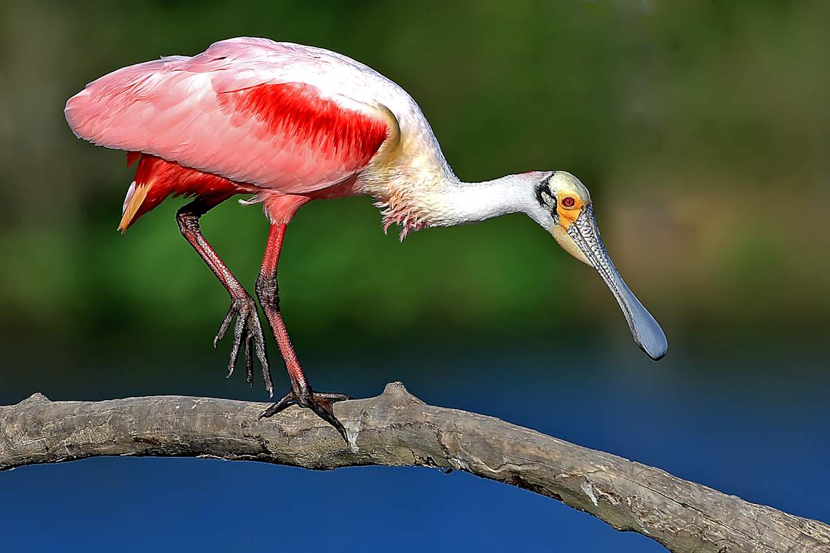 Alongside a Spoonbill Walking by Robert Davis, MD, Image 1.