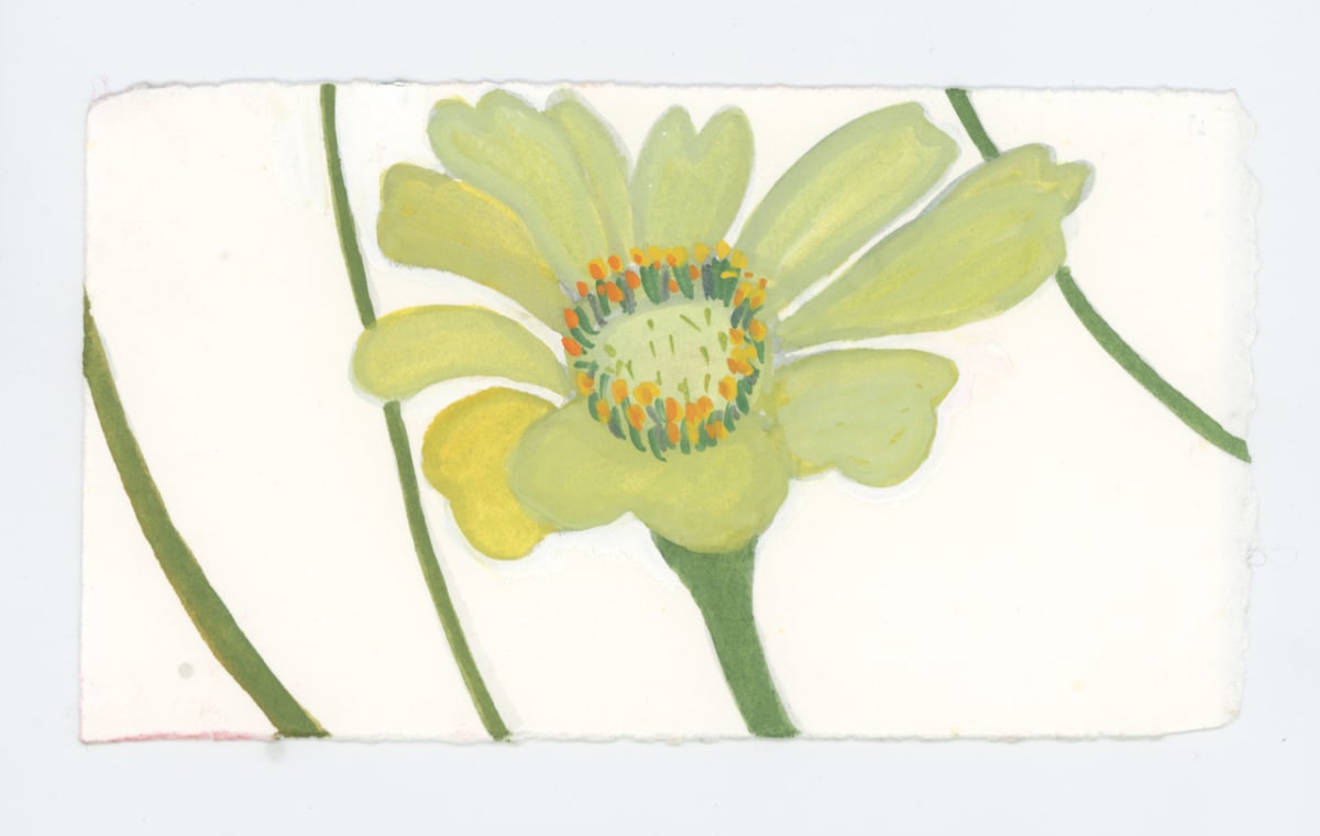 Green Zinnia, #1718, Image 1.