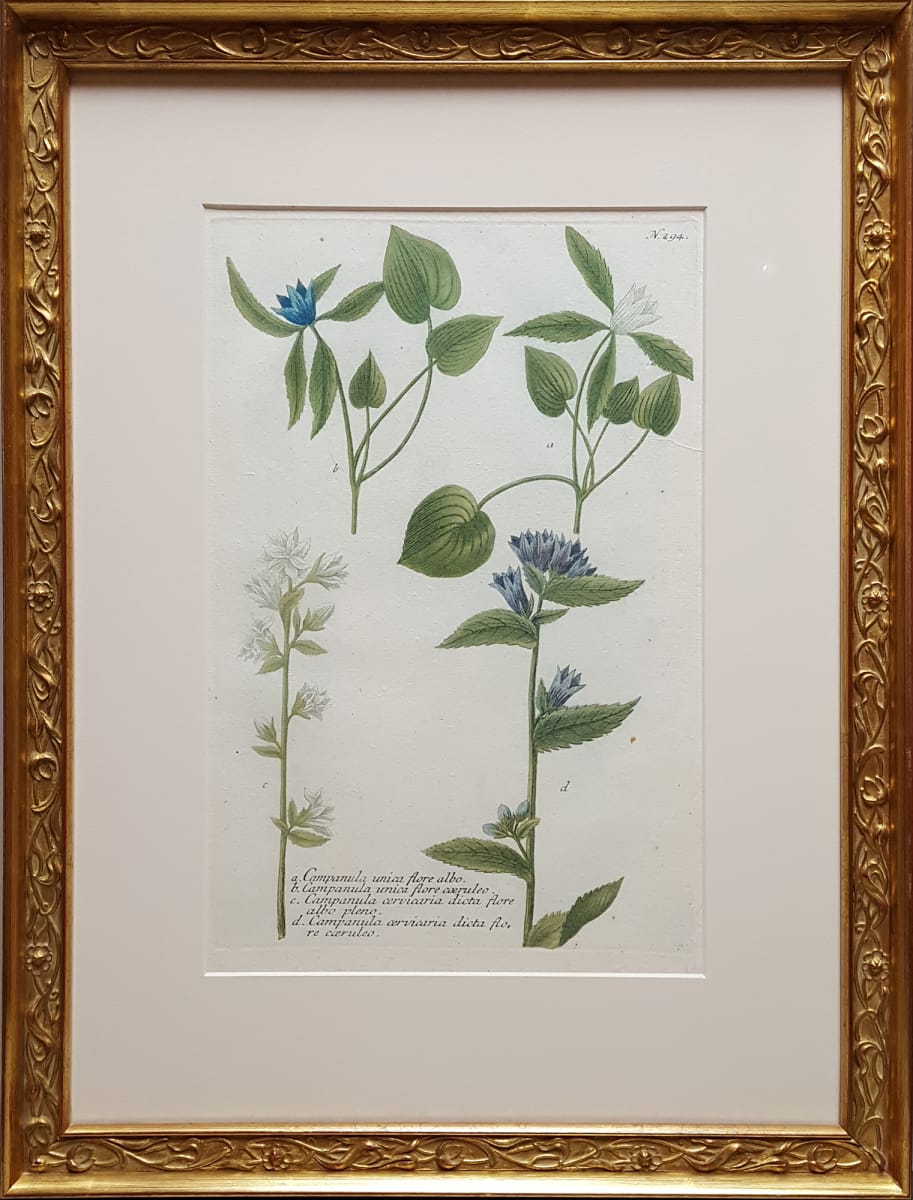 Botanical Illustration - N.294 by Johann Wilhelm Wienmann (1683-1741) 