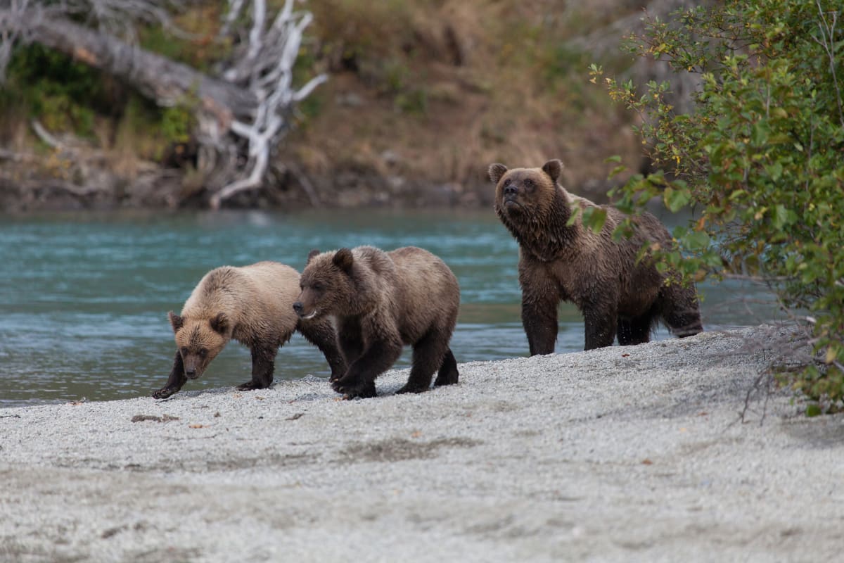 Brown Bears by Todd W. Trask, MD 