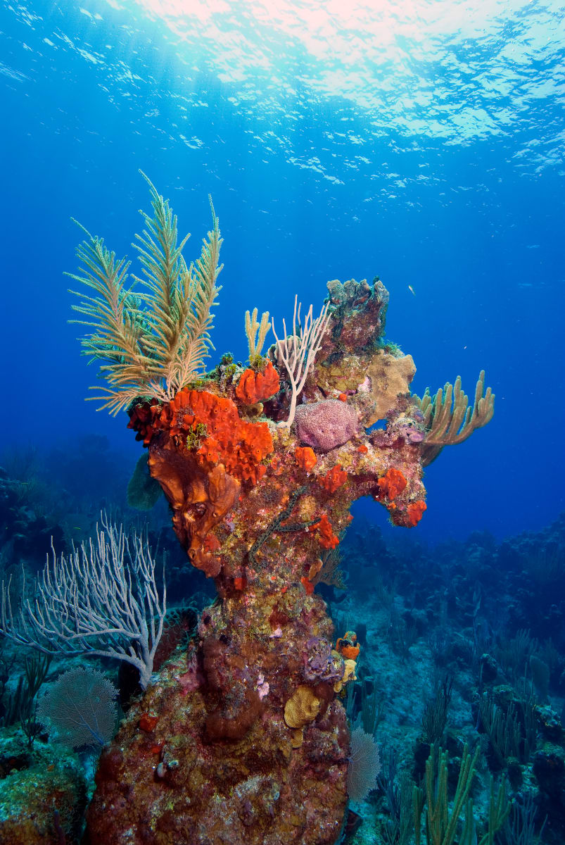 Reef Tableau by Patrick Reardon, MD 