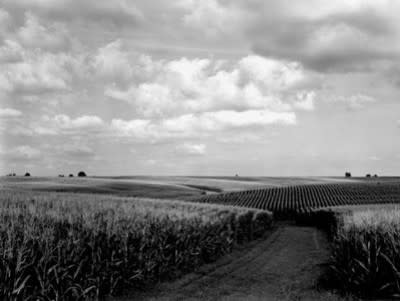 Cornfields by Michael Johnson 