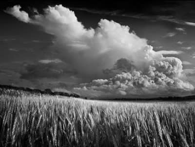 Winter Wheat by Daniel Coburn 
