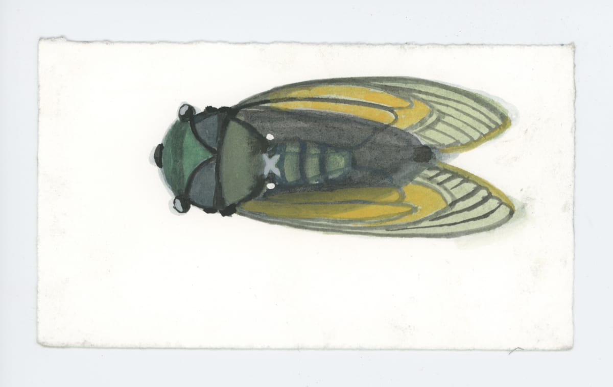 A Cicada, #1911 by Raya Bodnarchuk 