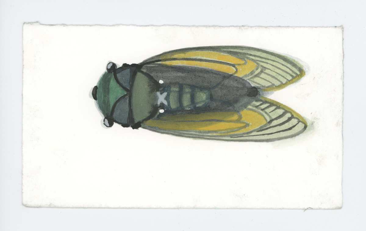 A Cicada, #1911 by Raya Bodnarchuk, Image 1.
