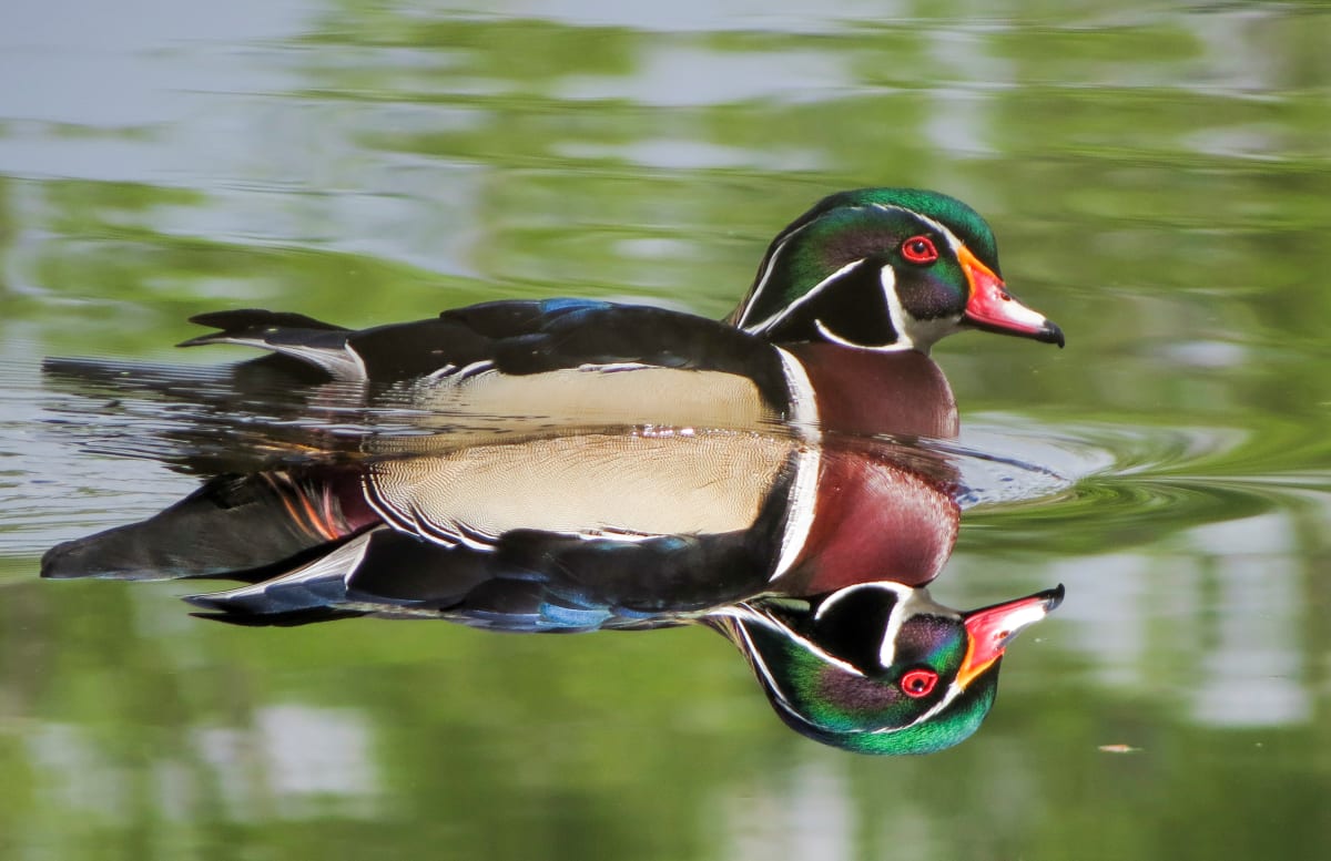 Reflection by Matthew Bennett, MD 