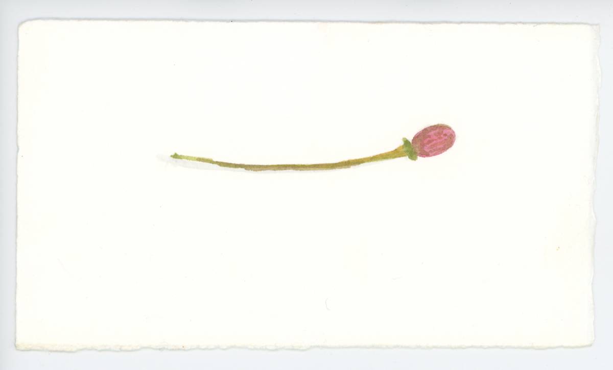 A Very Young Fruit, #1621, Image 1.