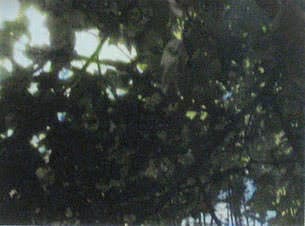 Sun Peek by Art @ Work Collection, Image 1.