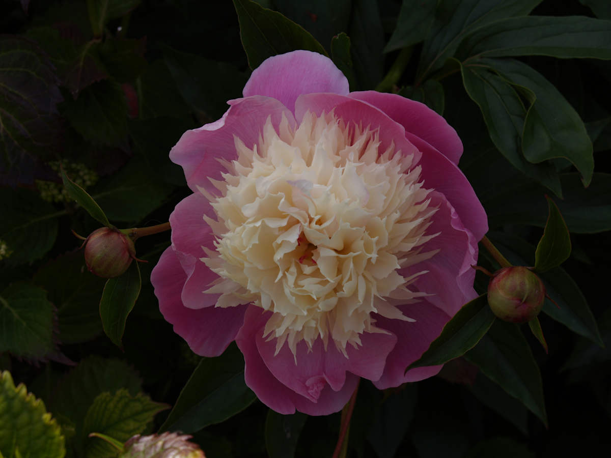 Peony in June by Mei-Ying Jue, Image 1.