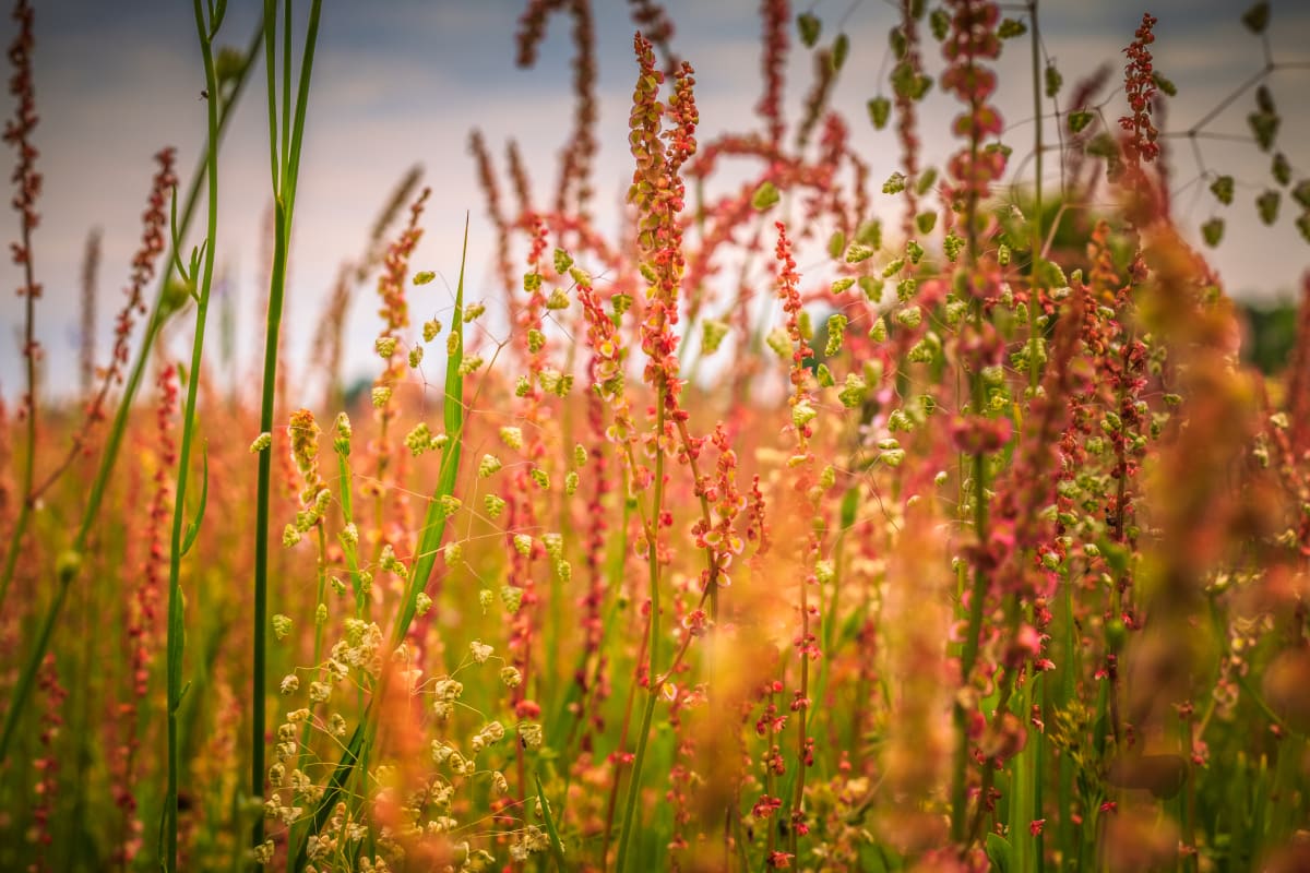 Pink Wildflowers by Paula Karonika 