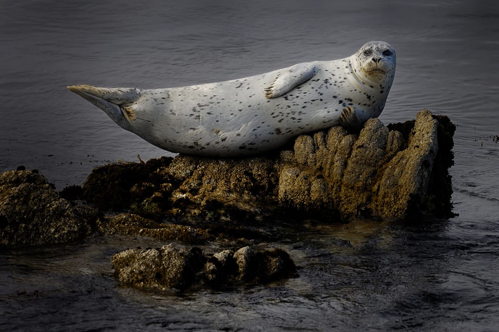 The Harbor Seal by Marc Franklin, Image 1.