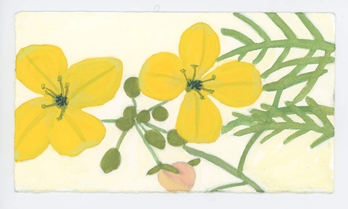 Arugula Flowers, #1659, Image 1.