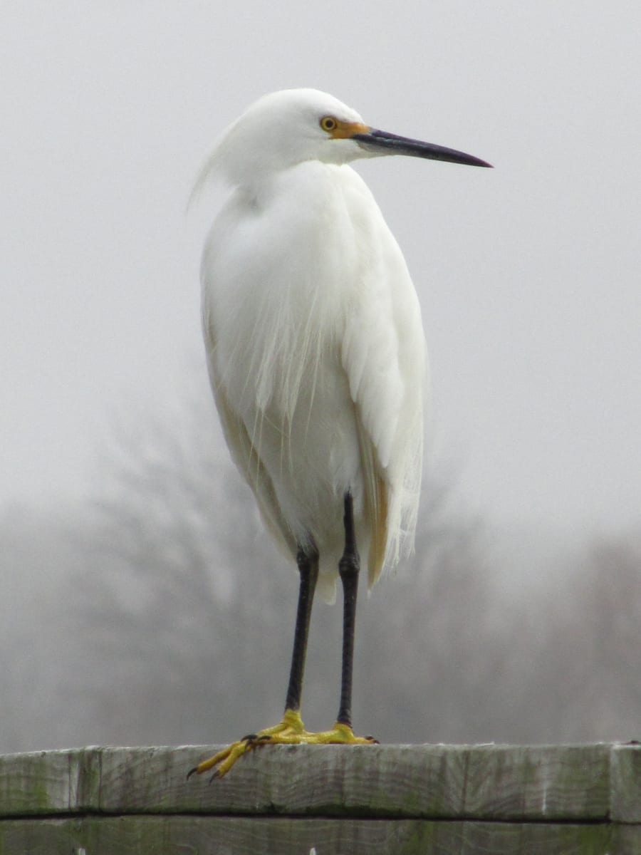 Snowy Egret by Carilyn Cavness 