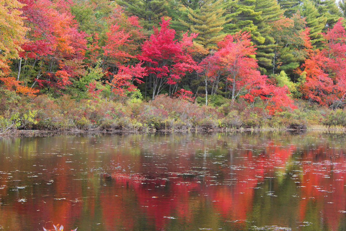 Changing of the Seasons II by Darrell Clapp 