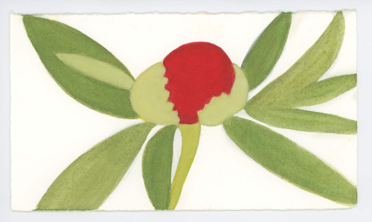 Red Peony Bud, #1627, Image 1.