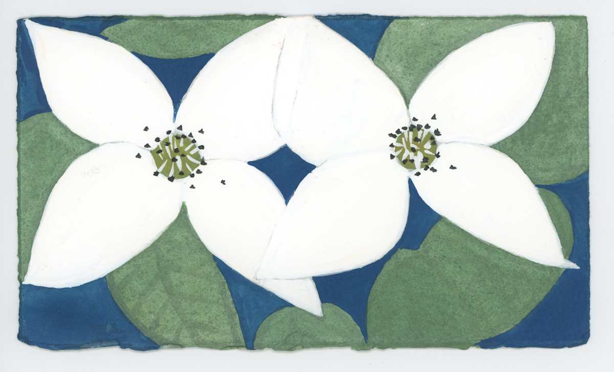 Kousa Dogwood Twins, #1639, Image 1.