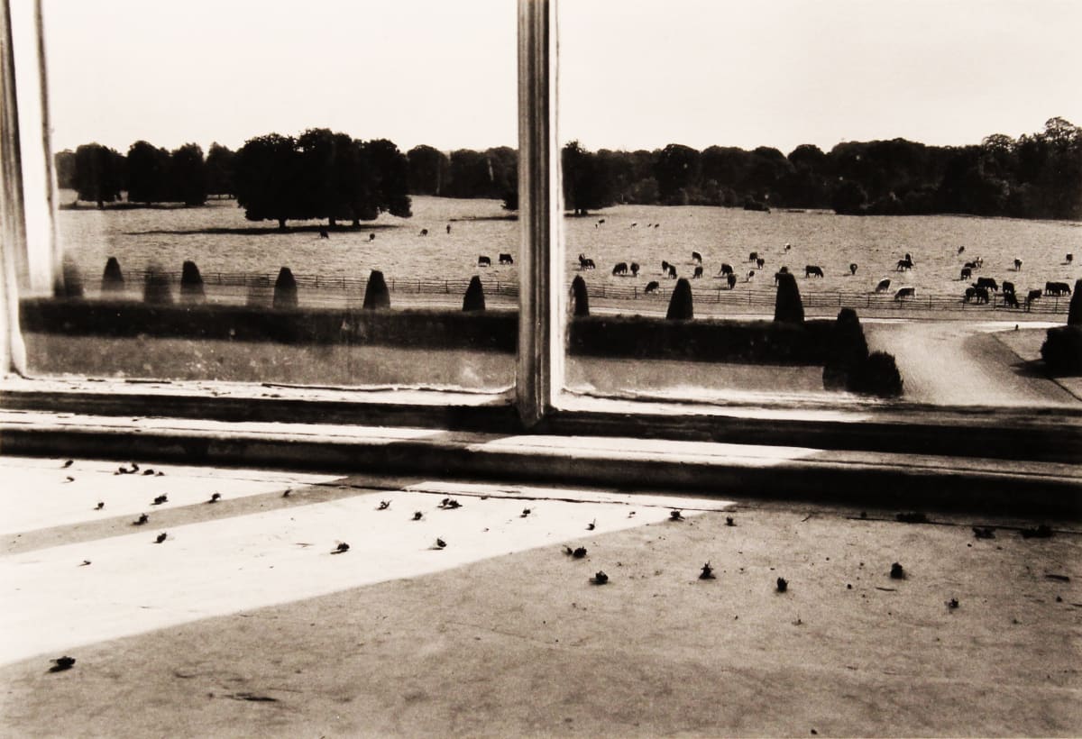 Flies In The Window, Castletown House, Ireland, from "Alen MacWeeney" portfolio by Alen MacWeeney 