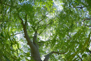 Beech Tree Cascade Springs by Kathryn Kolb 