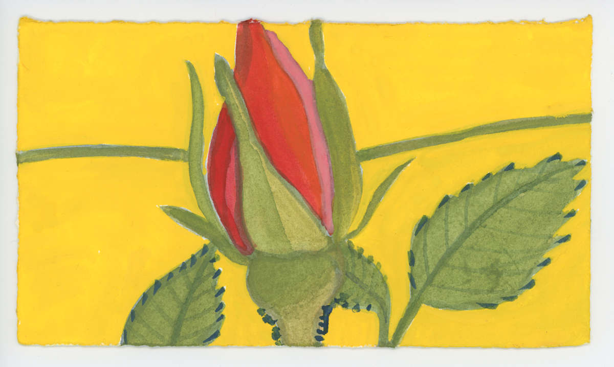 A Rosebud, #1629, Image 1.