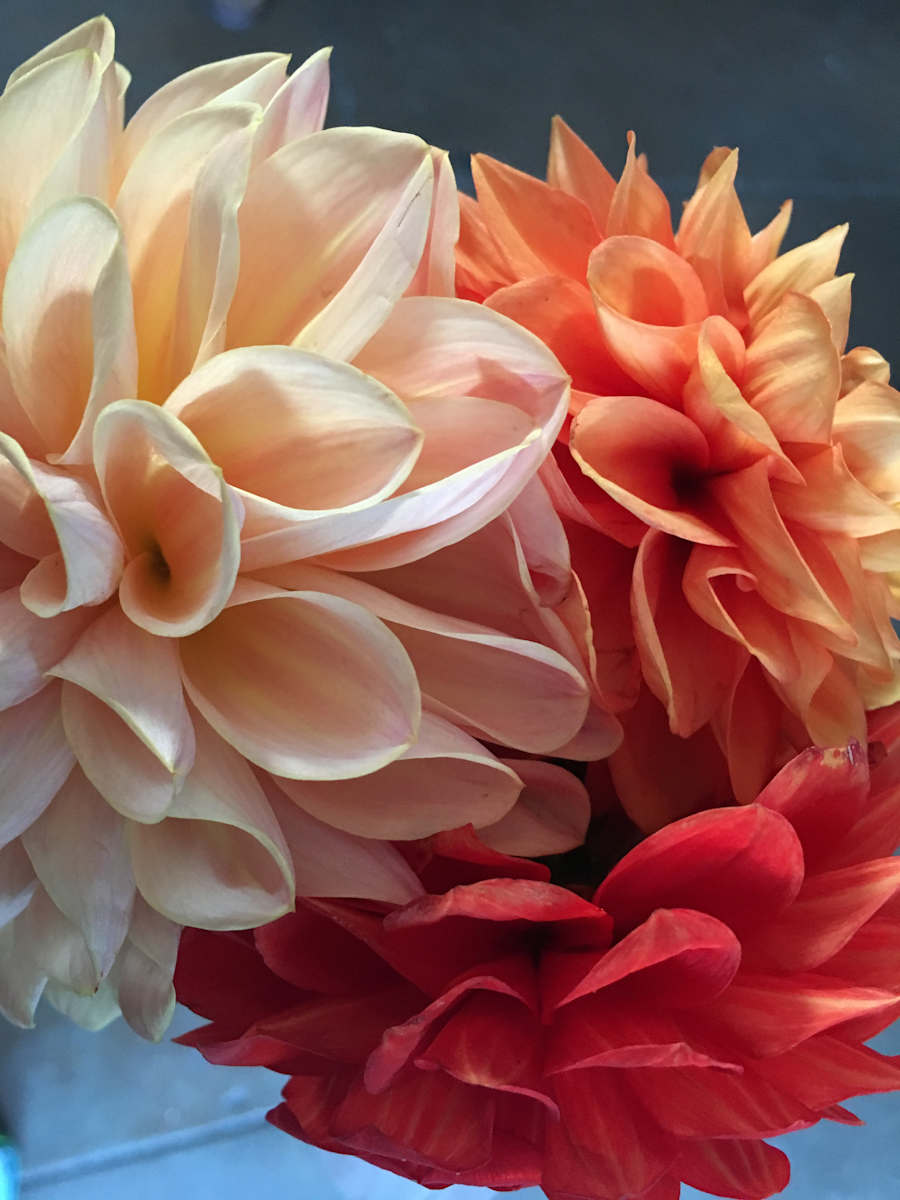 Floral Folds by Kimberley DuBose, Image 1.
