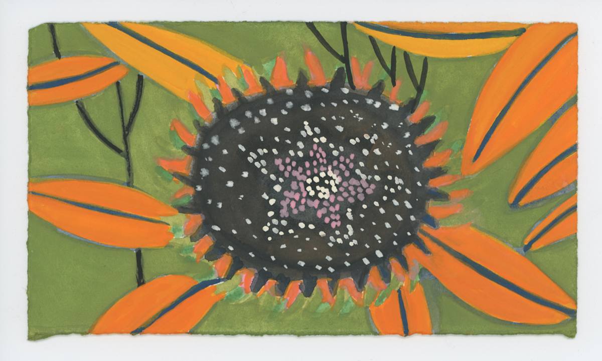 A Young Echinacea and Yellow Leaves, #1663, Image 1.