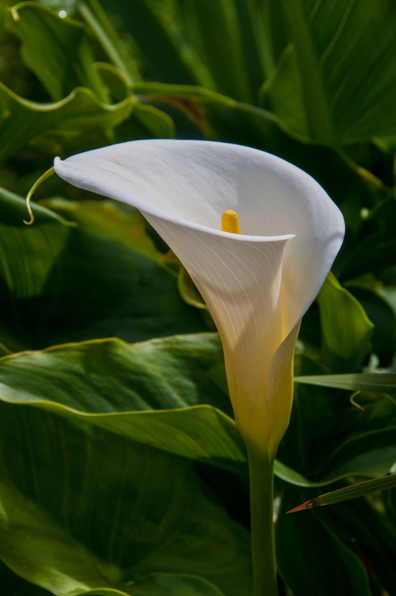 Light and Shadow by Patrick Reardon, MD 