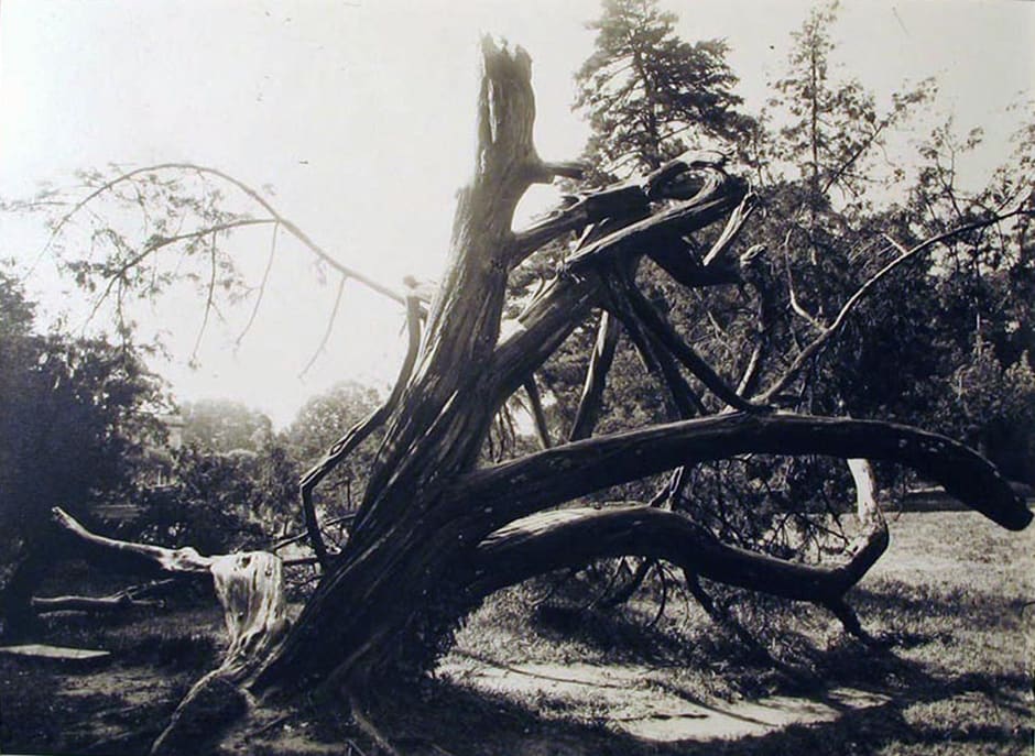 Trianon, Abre by Eugene Atget, Image 1.