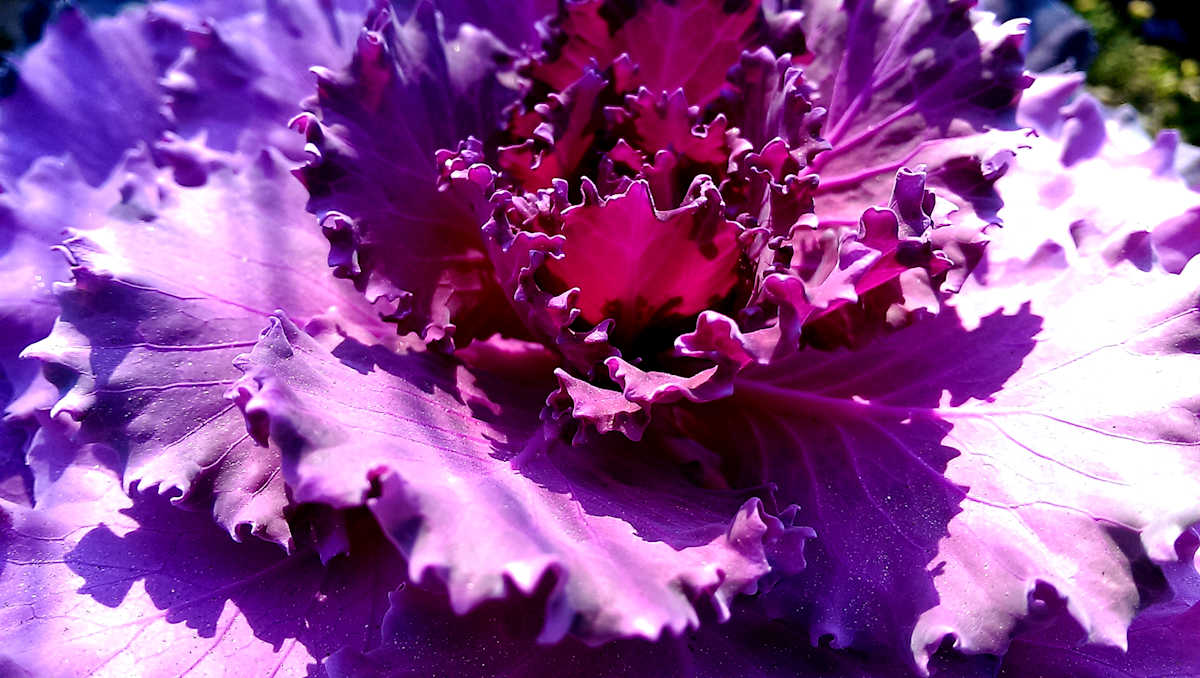 Violet Lace by Marta Lange, Image 1.
