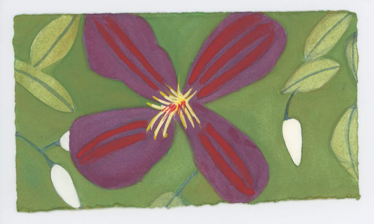 Clematis Flower and Three Buds, #1653, Image 1.