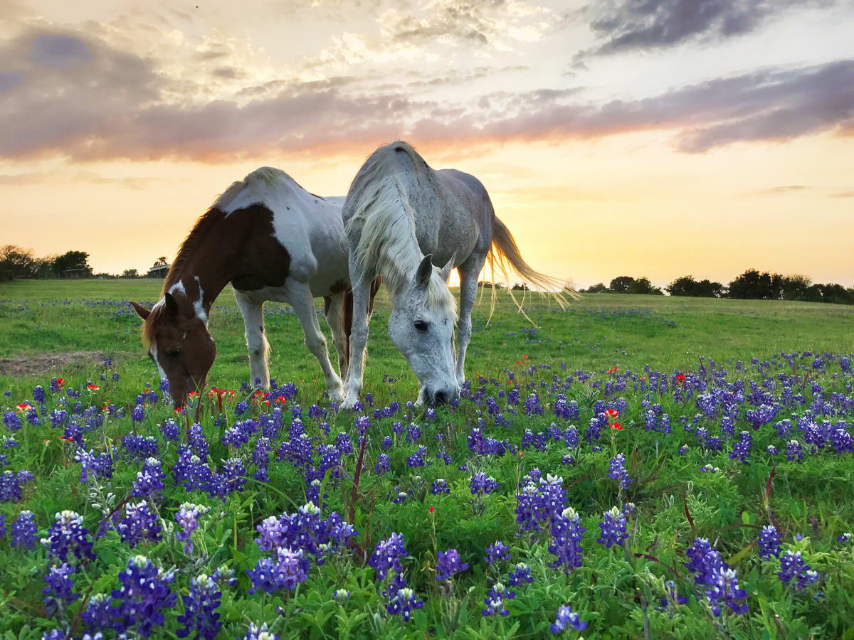 Paintbrush and Blue by Minh Tran 