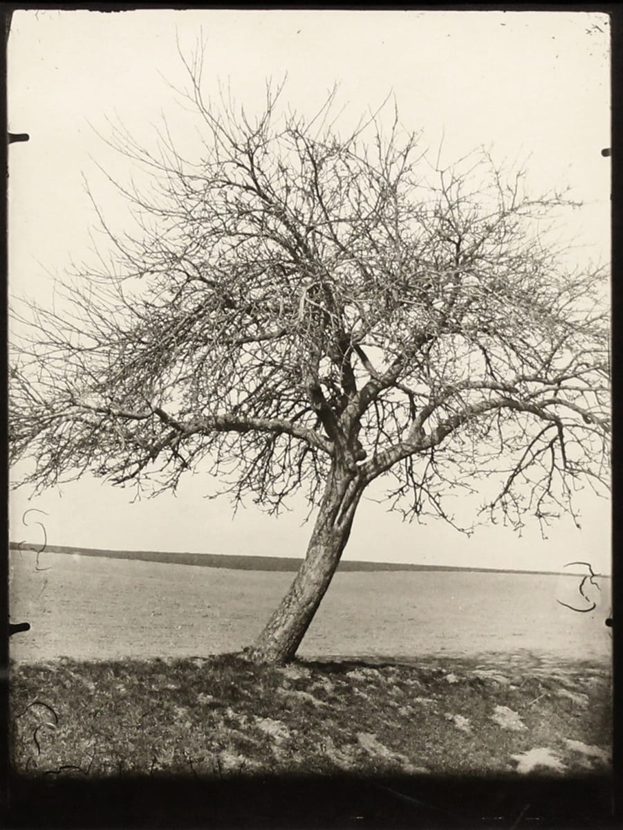 Pommier by Eugene Atget, Image 1.