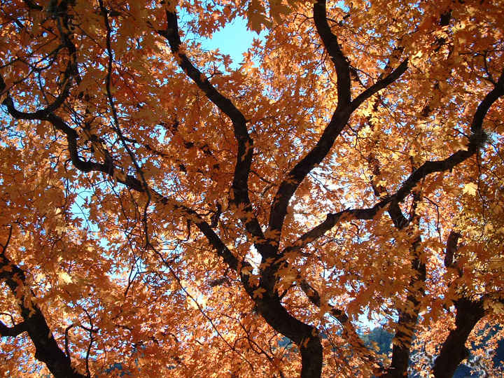 Like Branches of a Tree by Mike Doler, Image 1.