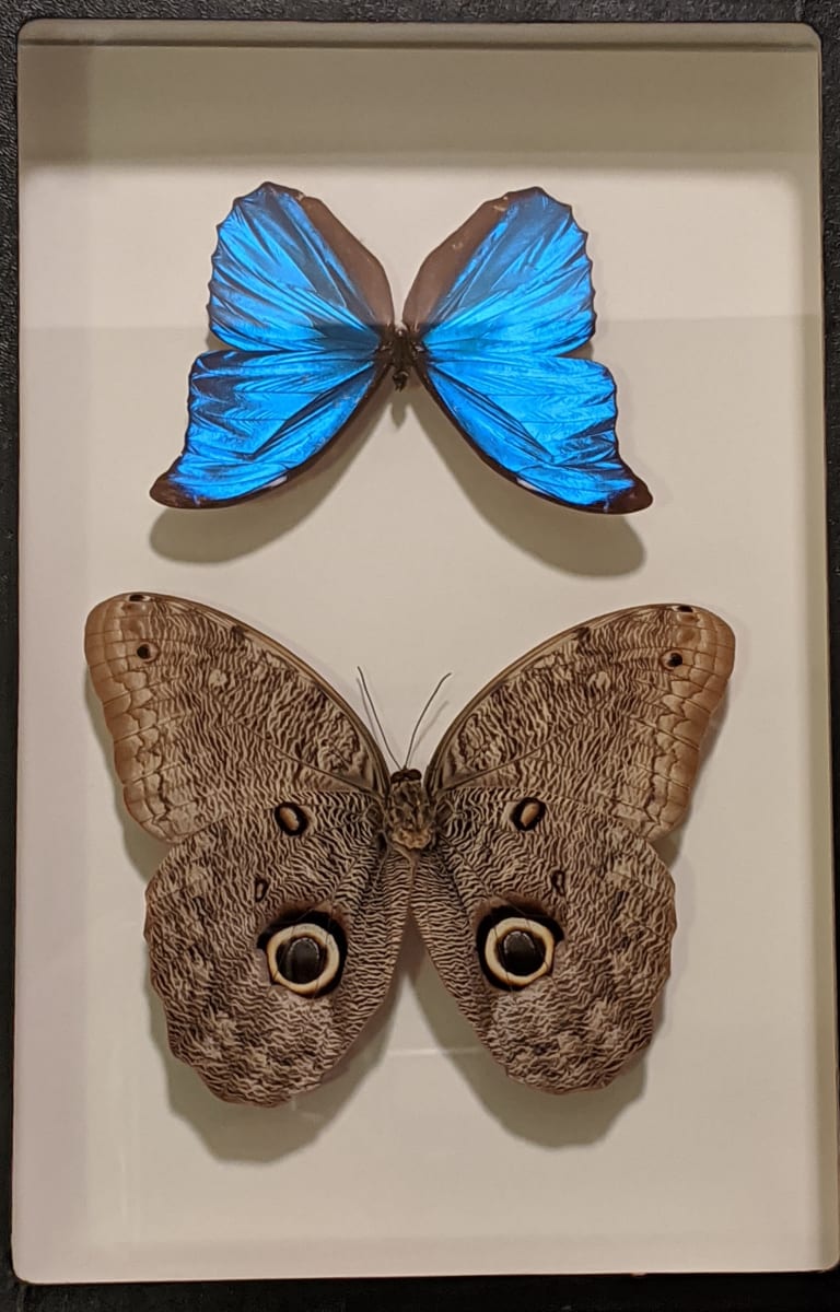 Butterfly and moth by Name Pedersen 
