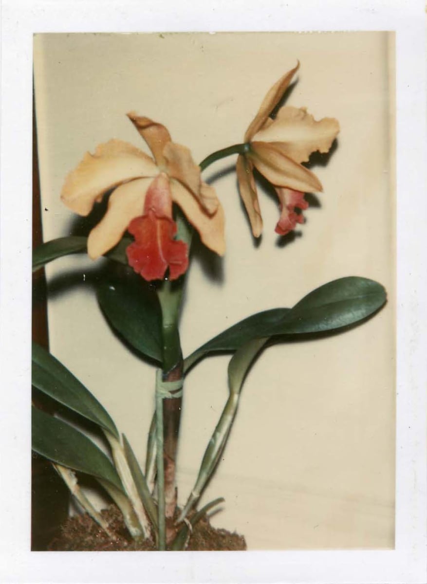 Flowers (Orchid) by Andy Warhol, Image 1.