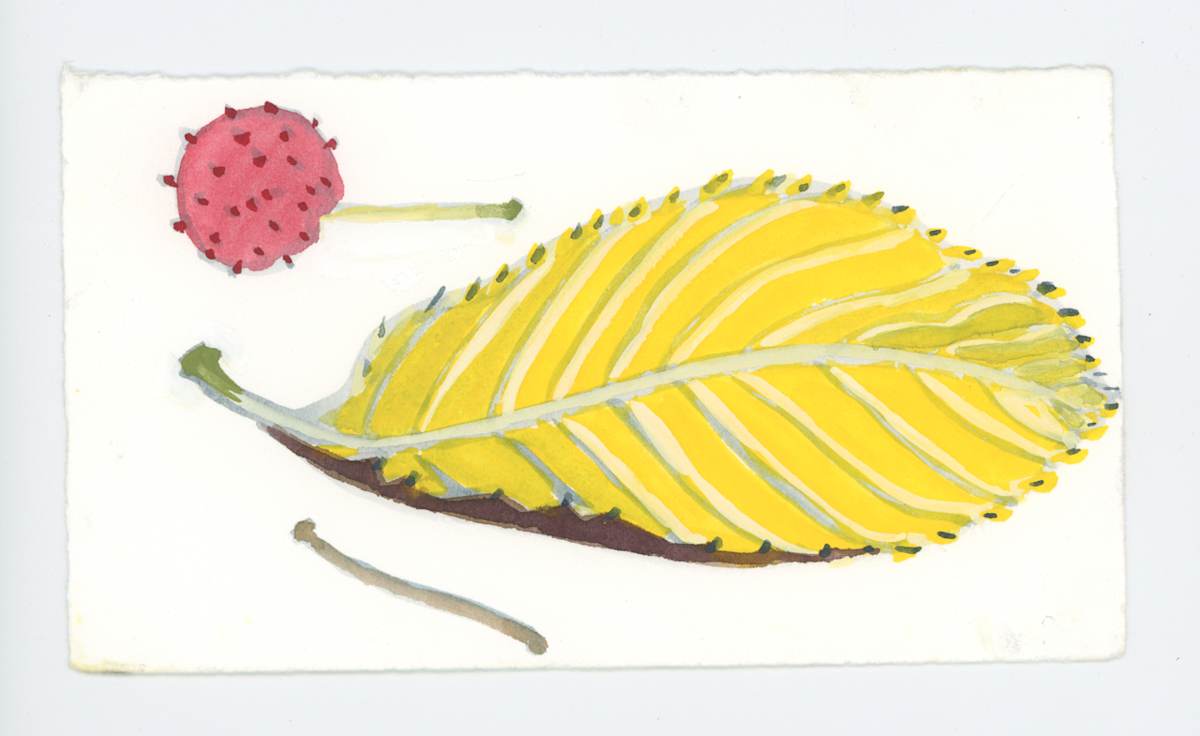 Kousa Fruit, a Stem and a Leaf, #1918, Image 1.