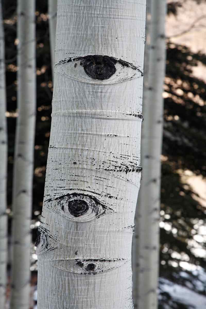 They Eyes Have It by Todd W. Trask, MD, Image 1.