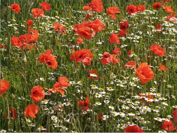 Poppies of Scotland by Mei-Ying Jue 