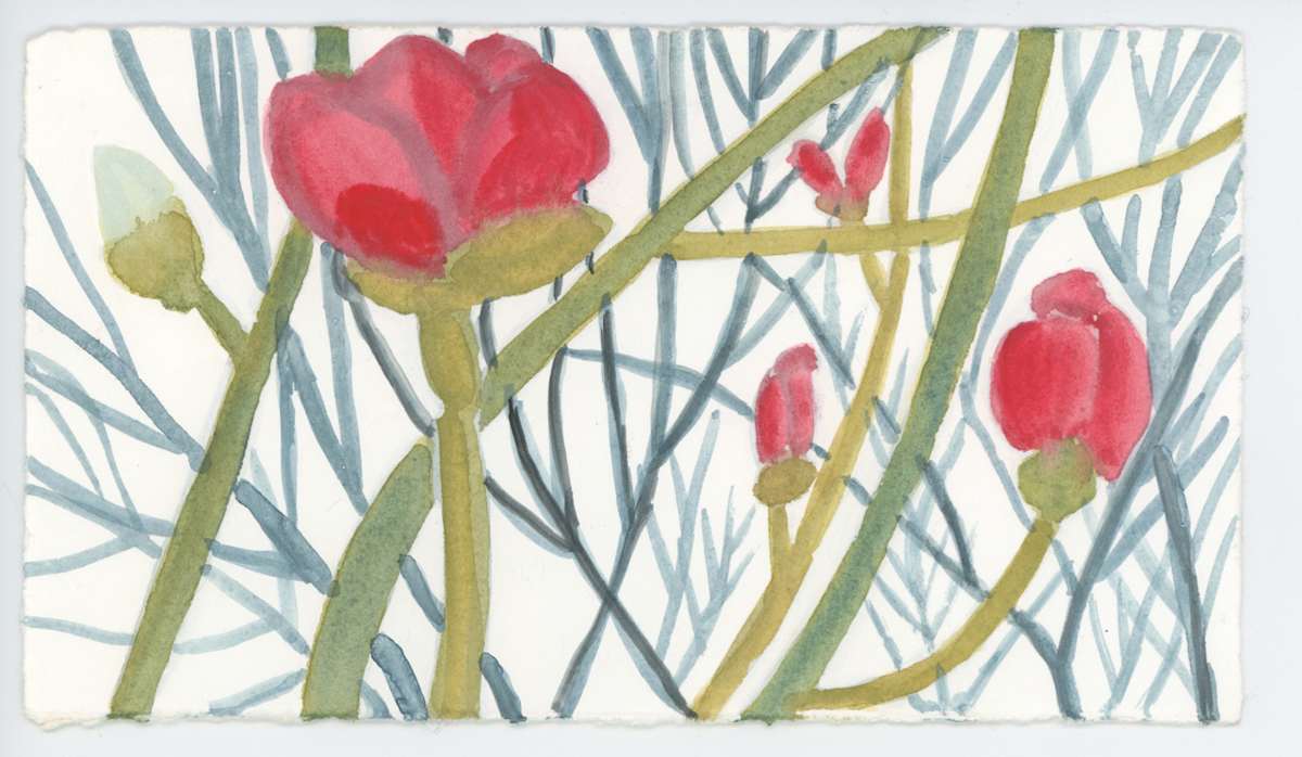 A Special Pink Magnolia, #1588, Image 1.