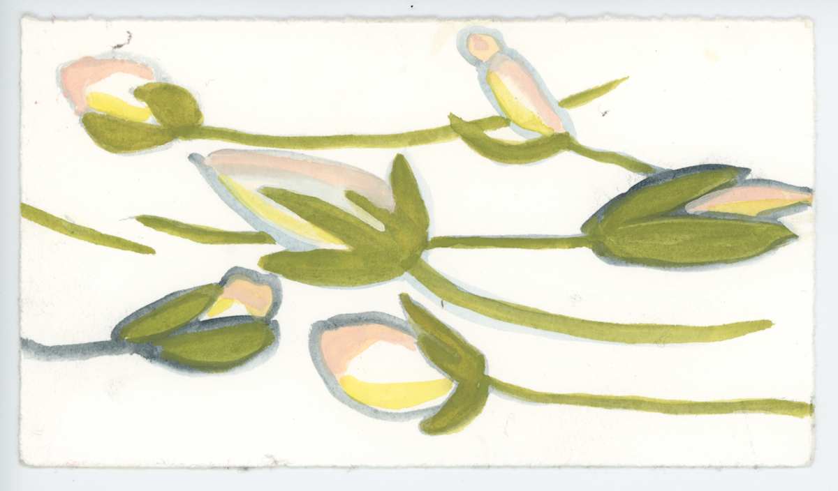 The Star Magnolia Buds, #1565, Image 1.