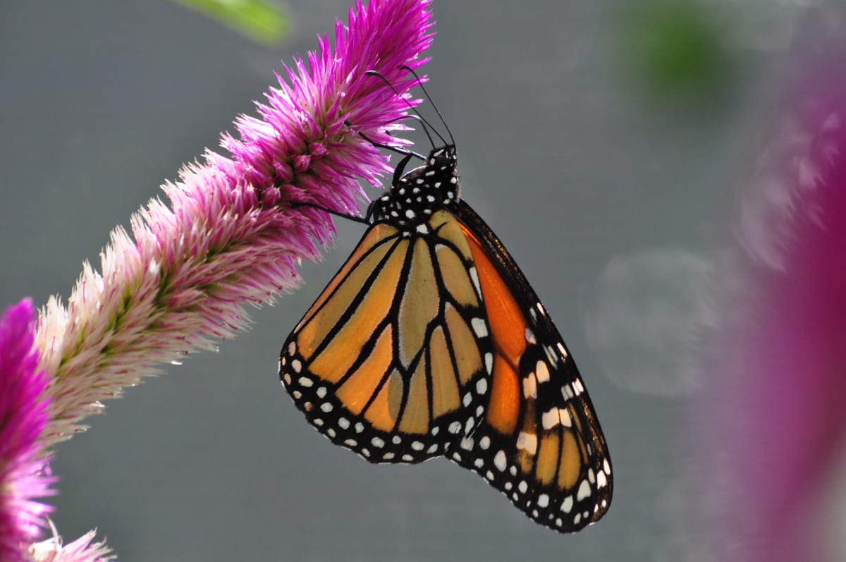 Butterfly at Work by Nitin Warier 