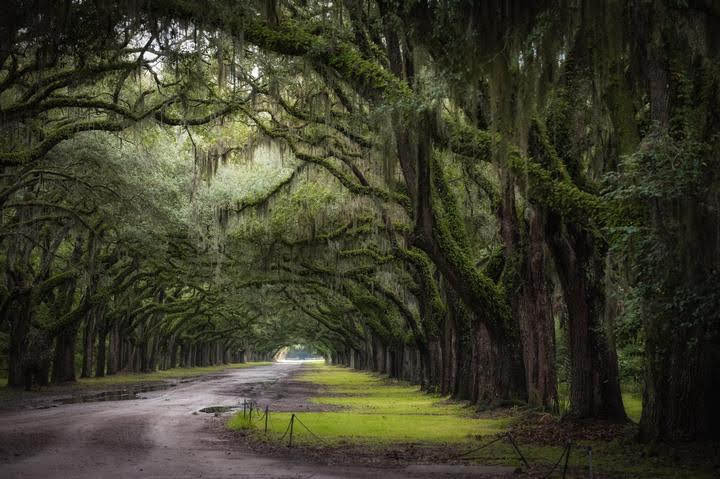 Mystical Wormsloe by Catherine J. Alston 