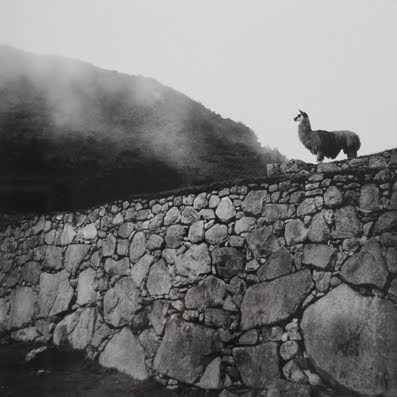 Alpaca At Inka Ruins by John Nowak 