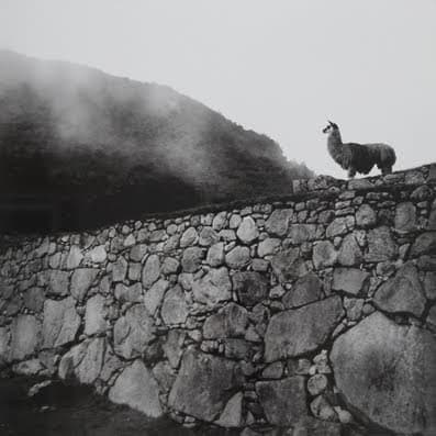 Alpaca At Inka Ruins by John Nowak, Image 1.