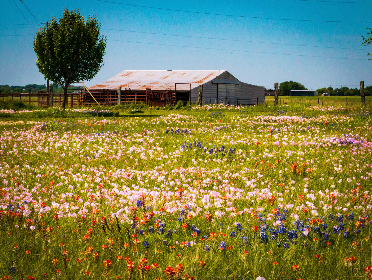 Brenham Wildflowers II by Paula Karonika 